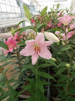 [5263 Dubrovnik No01.JPG]